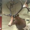 Charles Dickert Collection