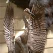 Charles Dickert Collection